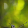Hummingbird