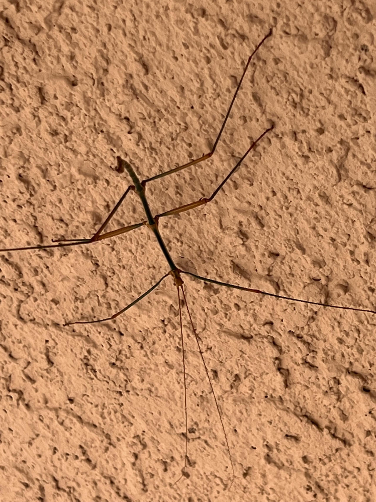 Stick Bug Rd Model Stick bug by Boson8er on DeviantArt