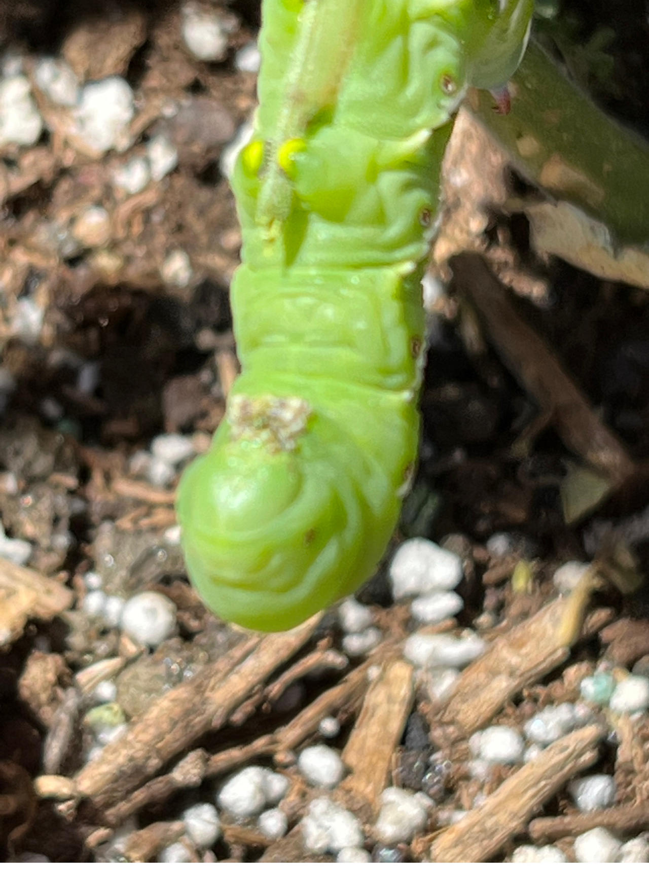 Fat caterpillar by Boson8er on DeviantArt