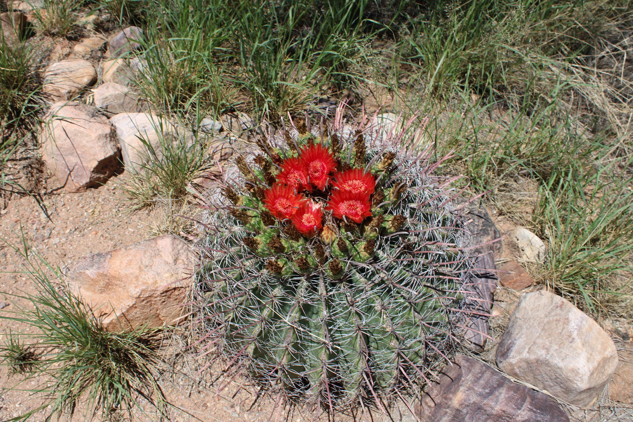 Blooming Barrel Cactus Kartchner Caverns by Boson8er on DeviantArt