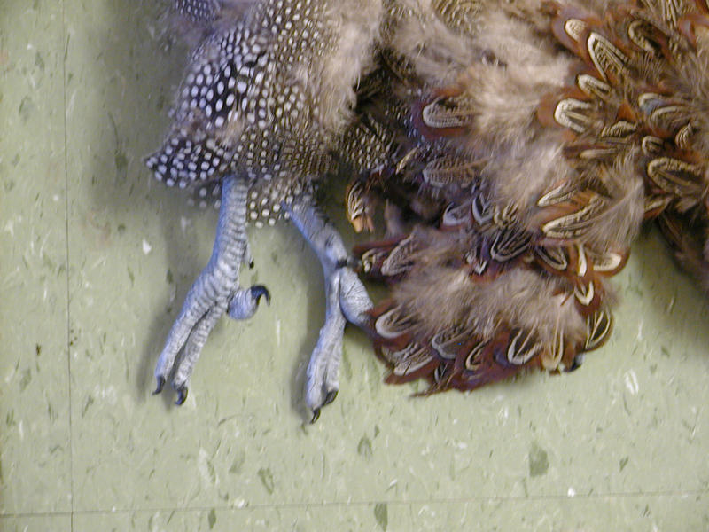 Feet and wings close up