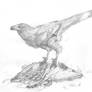 Gypsiform troodontid
