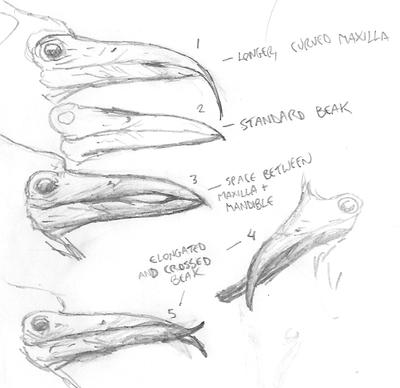Beak Variation