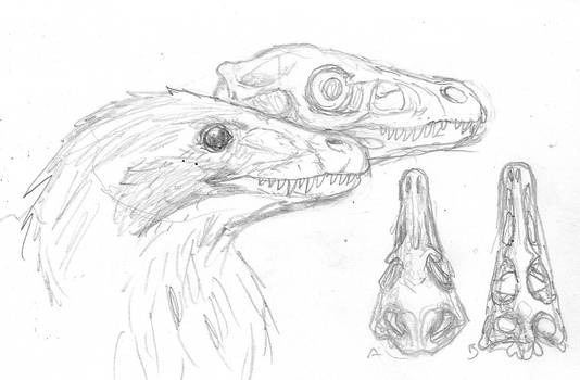 Dromaeosaur Sketch