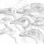 Troodontid Head Study WIP