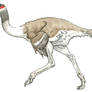Dromaeopteryx