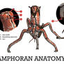 Amphoran Anatomy