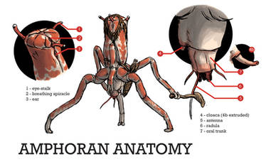 Amphoran Anatomy