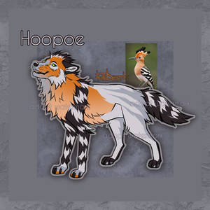 WOLF ADOPT 008 Hoopoe OPEN