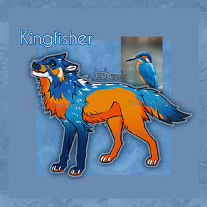 WOLF ADOPT 009 Kingfisher OPEN