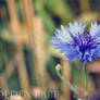 Flower -