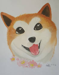 Shiba inu