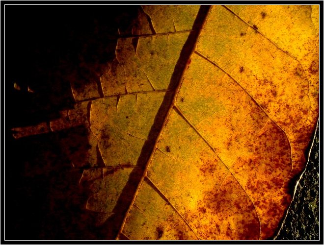 Leaf of Gold