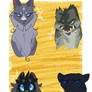 Blue Eyed Grey Cats