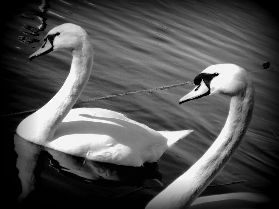 White Beauties swans