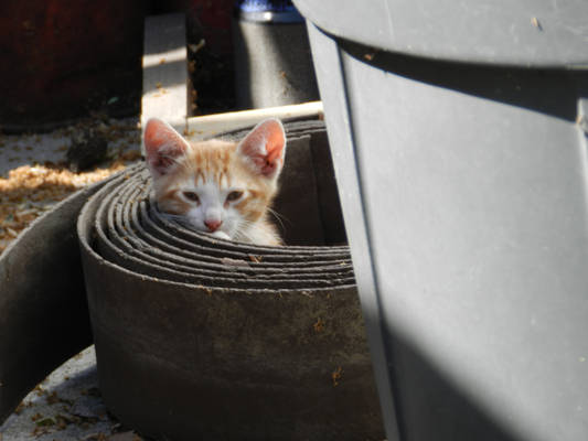 Orange Tabby Kitten