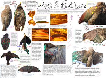 Feathered Wing Tutorial