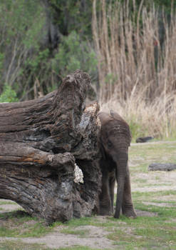 Little baby elphant