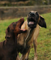 Robin the Doberman puppy