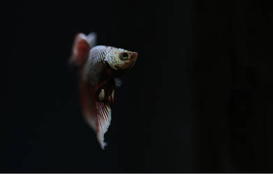 Siamese Fighting fish male