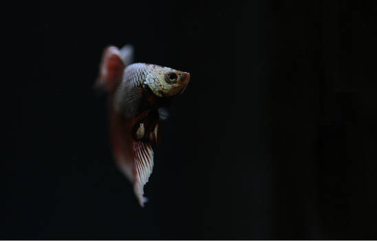 Siamese Fighting fish male