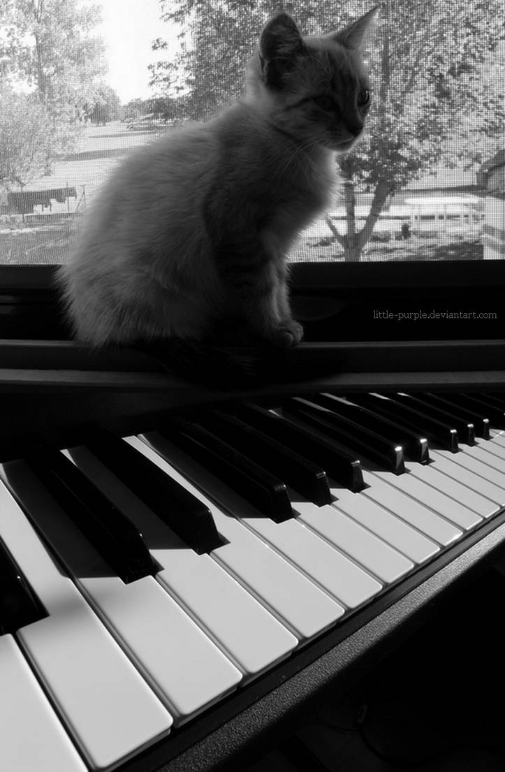 The cat who is playing piano .