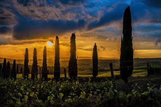 Tuscan Sunset