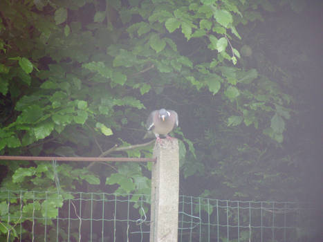 Wood Pigeon - Houtduif