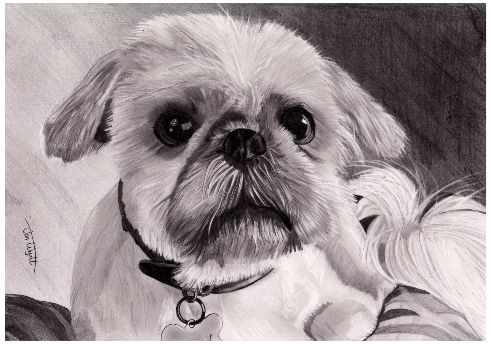 Shih Tzu