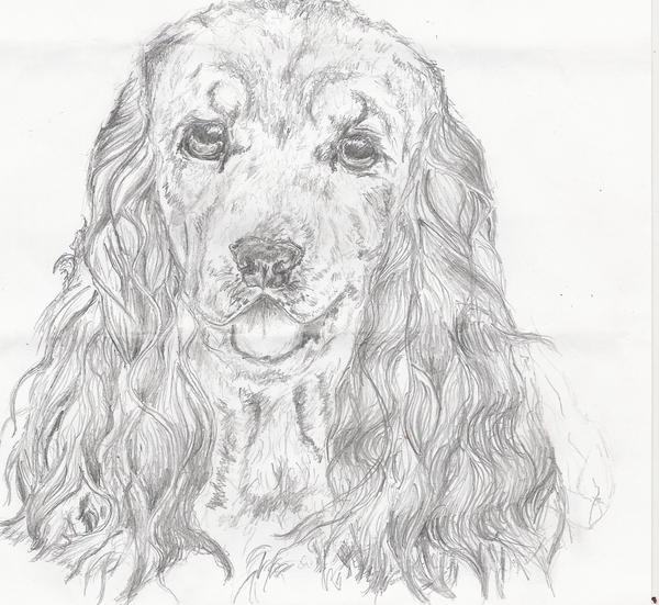 Cocker Spaniel by NekoTsuki01 on DeviantArt