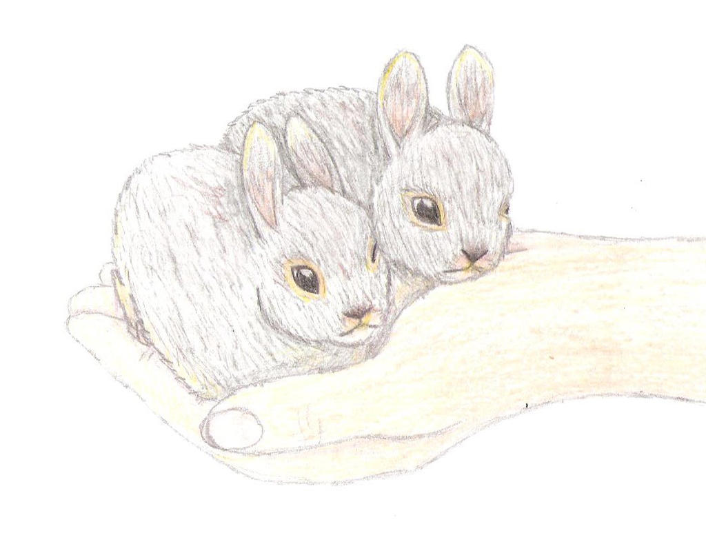 Pygmy Rabbits by Sparkleydoggy on DeviantArt