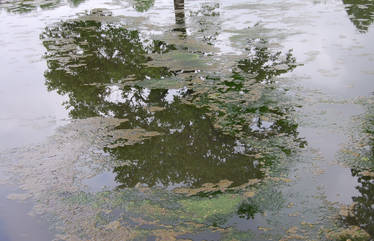 Reflection of Tree