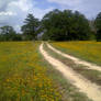 Road with flowers