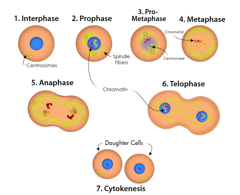 Mitosis Diagram by Mulsivaas on DeviantArt Biology Diagrams