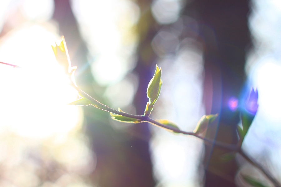 Bud and Sun Light