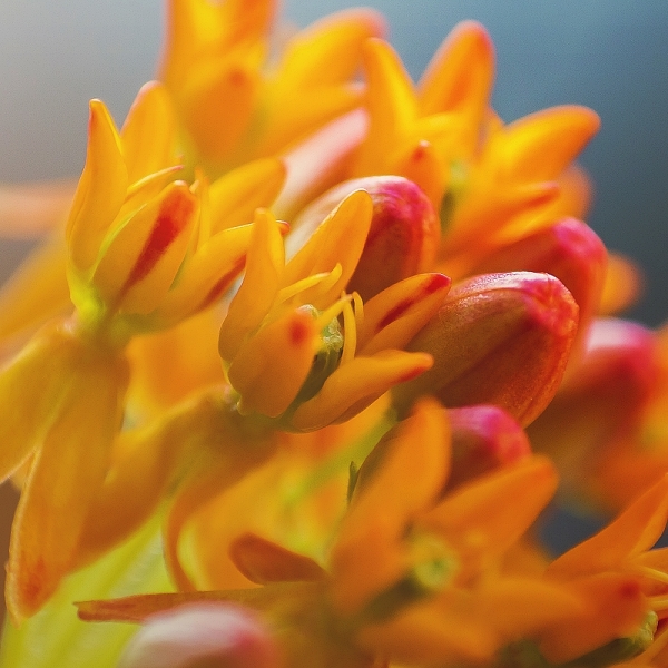 Sunburst Flowers