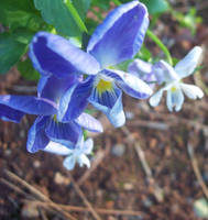 Blue Flower