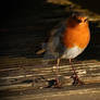 Robin watching me