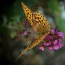 Orange Butterfly