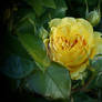 yellow Rose