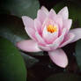 pink water lily