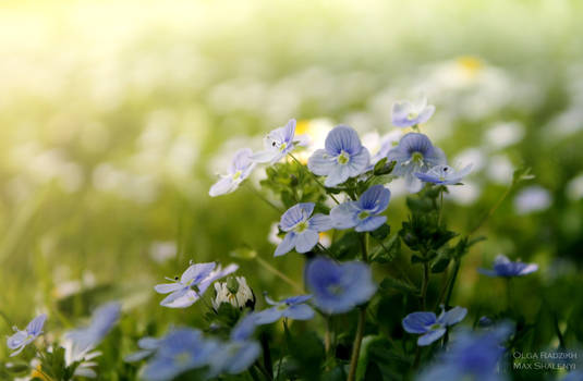 Flower Field