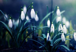 snowdrops