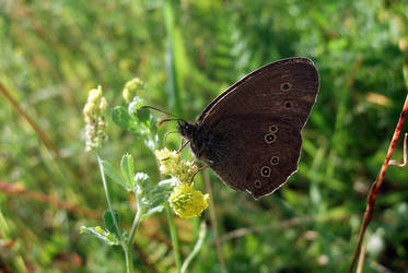 Aphantopus hyperanthus