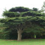 Tatton Park Tree