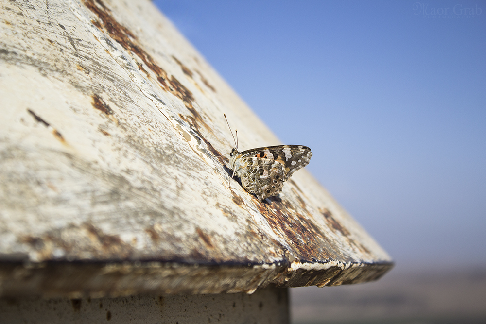 Butterfly