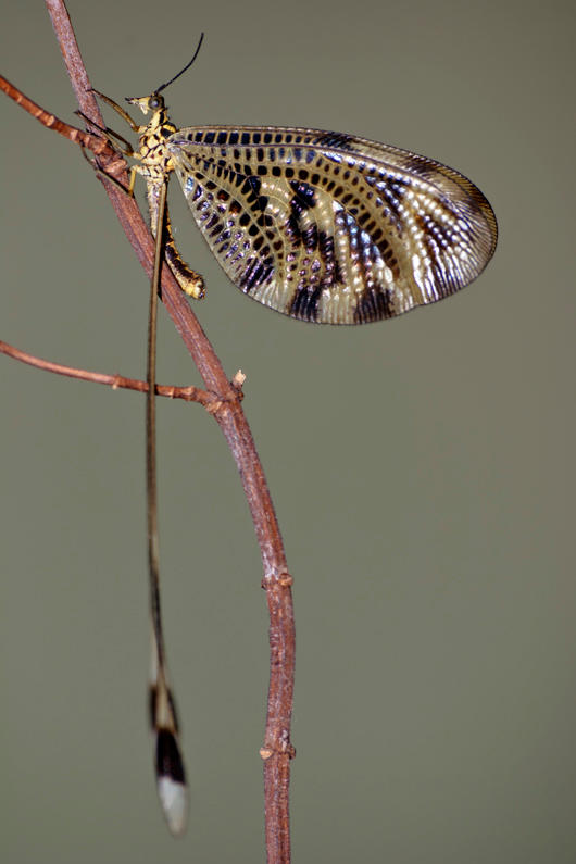 Niris Insecta insect by nikitasp on DeviantArt