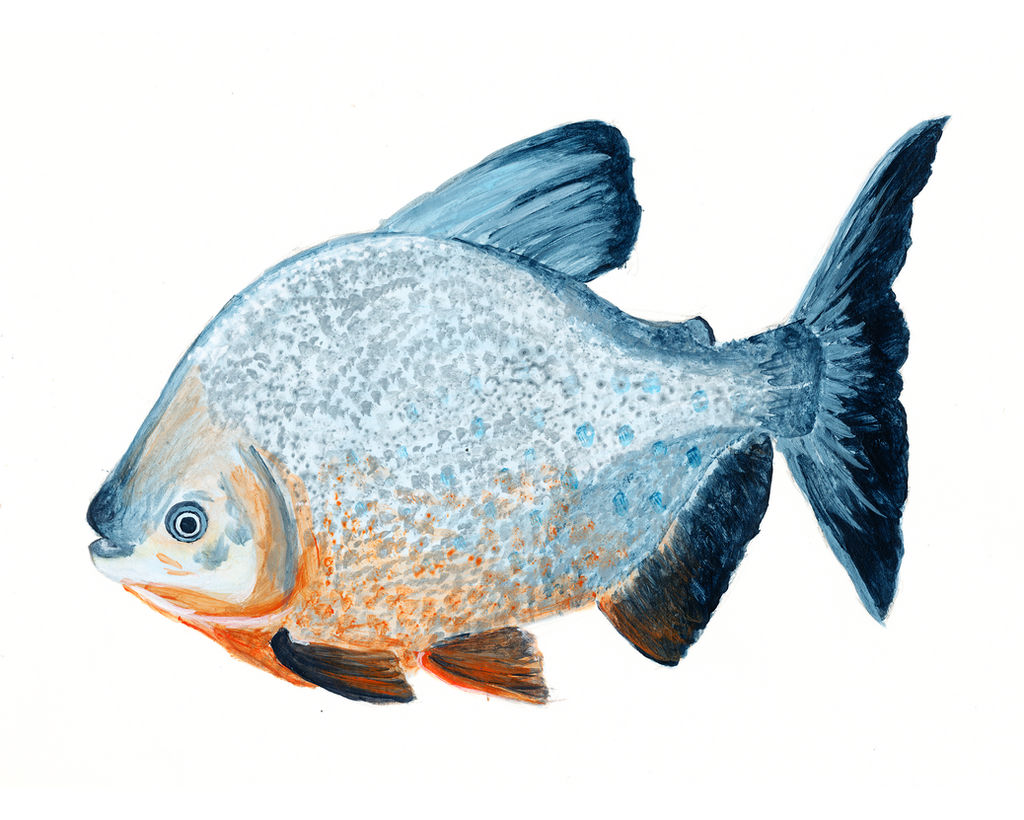 Red Bellied Pacu by Xandoval
