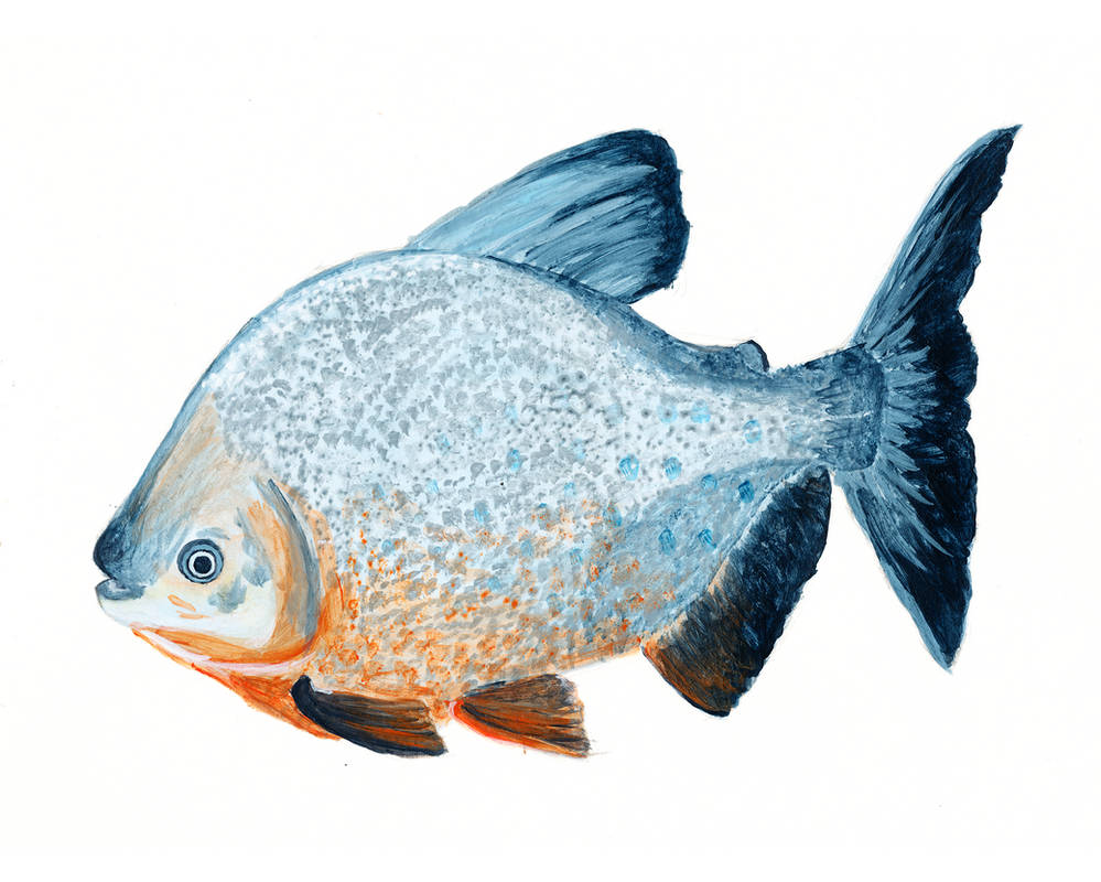 Red Bellied Pacu by Xandoval