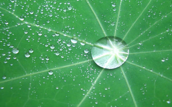 Nasturtium leaf at dawn